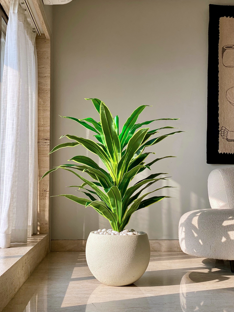 Artificial Variegated Dracaena Plant - 4 Feet