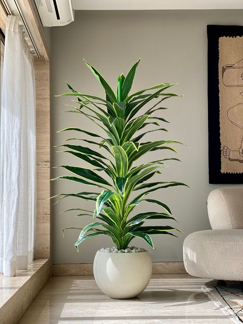 Artificial Variegated Dracaena Plant - 5.5 Feet