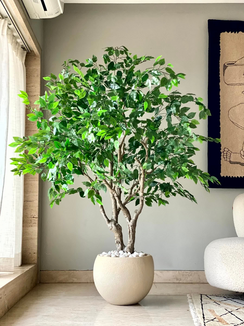 Artificial Ficus Palatial Plant - 6 Feet