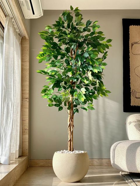 Artificial Dried Ficus Plant - 6.5 Feet