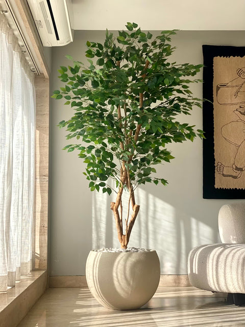 Artificial Grove Ficus Plant - 7 Feet