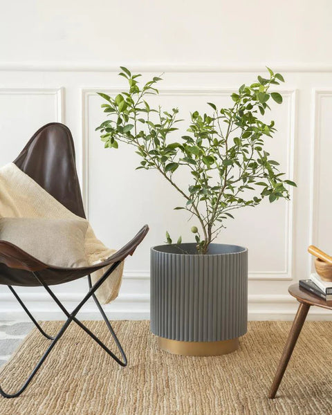 Midori Planter With Base