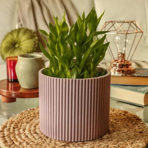 Midori Planter